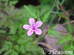 むかし道の花