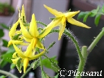 ミニトマトの花