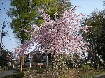 masae_080406_20sekimachi.JPG